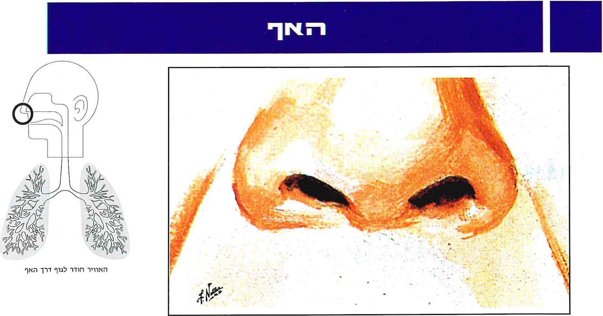 האף